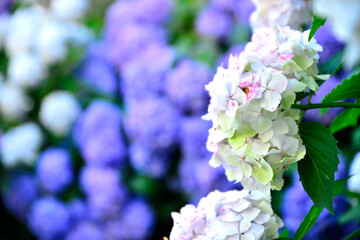 Hortensias en Bretagne