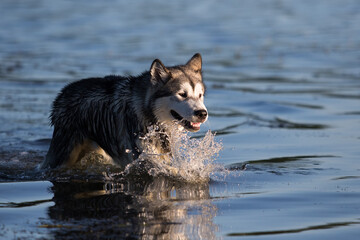 dog bathe in the river