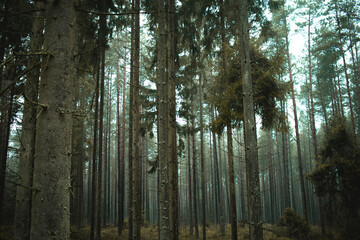 Fototapeta premium trees in the forest