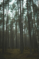 Obraz premium forest in the morning