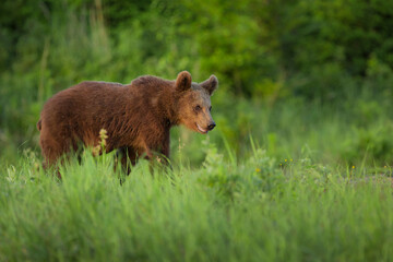 European Brown Bear (Ursus arctos arctos)