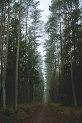 road in the forest