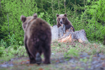 A brown bear( Ursus arctos) in the forest