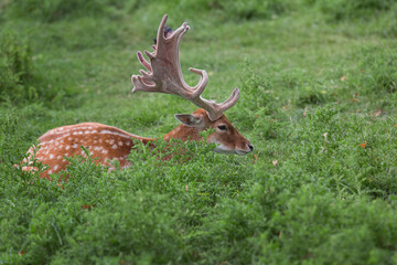 Fallow deer in the velvet