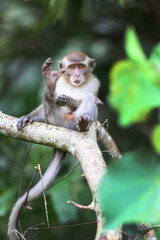 Macaque monkey Borneo