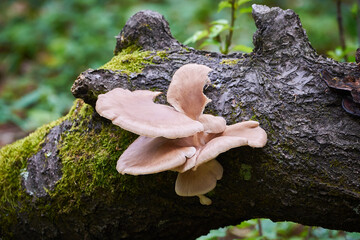 Mushroom of the genus Pleurotus (Pleurotus cornucopiae)