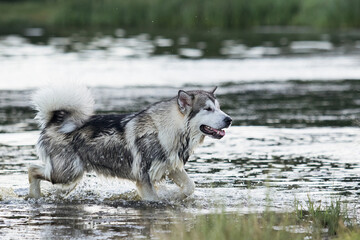 dog in the river water in summer