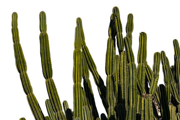 Cactuses  in Arizona, USA, isolated