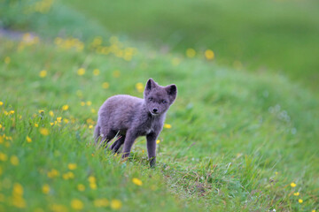 Fototapeta premium ute cub of an arctic fox (Alopex lagopus beringensis) on a background of bright green grass in a cool polar summer
