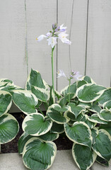 Blooming Patriot Hosta Plantain Lily