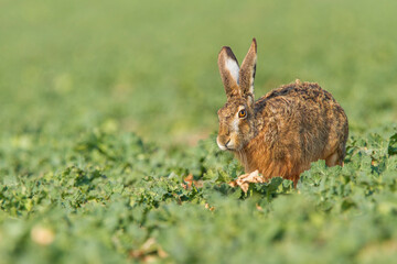 Lepus. Wild European Hare ( Lepus Europaeus ) Close-Up On Green Background. Wild Brown Hare With Yellow Eyes, Sitting On The Green Grass