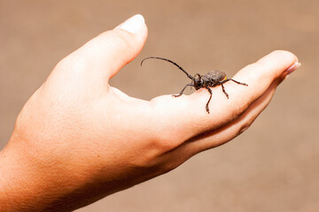 big black bug on hand