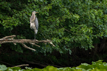 Great Blue Heron perched on a branch

