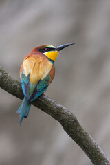 Bird - Bee-eaters (Merops apiaster)