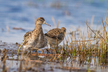 Ruff (Philomachus pugnax) searching food on shore