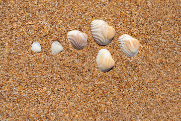 beautiful seashells on the yellow sand on the beach