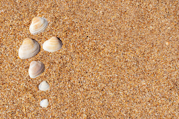 beautiful seashells on the yellow sand on the beach