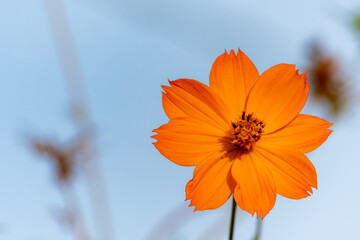 orange flower against blue sky