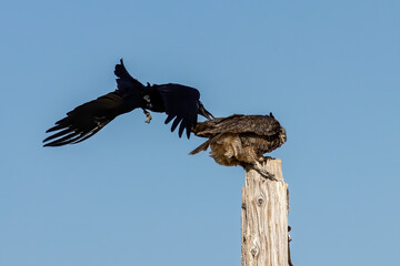 Raven vs Owl