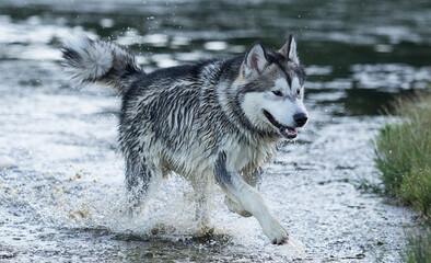 dog runs in the water in summer