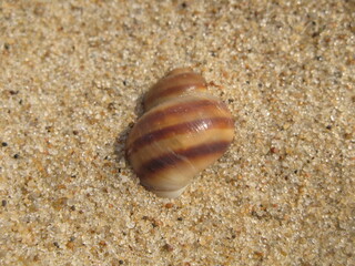 Brown stripped shell on the beach sand, Gdansk, Poland