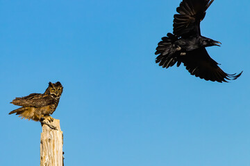 Raven vs Owl