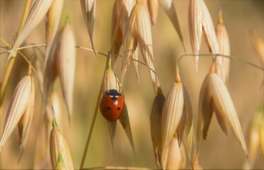 ladybug on a slab of oats in the field