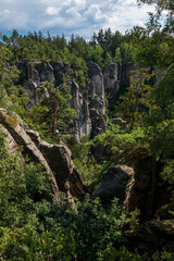 A view in the pine trees in national park from above