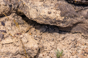Hell's Half Acre Lizard
