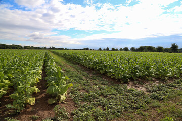 Fototapeta na wymiar Green tobacco plants on a field in Rhineland-Palatinate