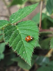 ladybug on leaf