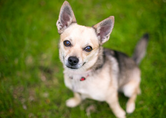 Naklejka na ściany i meble A small Chihuahua dog sitting outdoors