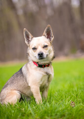 A small Chihuahua dog sitting outdoors