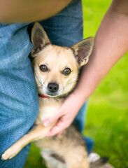 A shy Chihuahua dog hugging a person's leg