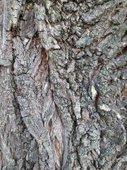 bark of an old tree covered with lichen, close up