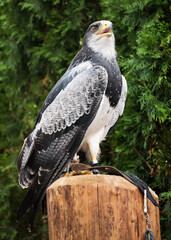 Image of a tamed eagle in the outdoors