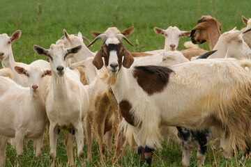 Rural scenic. Herd of goats in the grassland.	