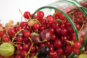 Red, black and white currants are isolated. Berries on a white background. Gooseberries are green and red. Assorted berries. Currant on a branch.