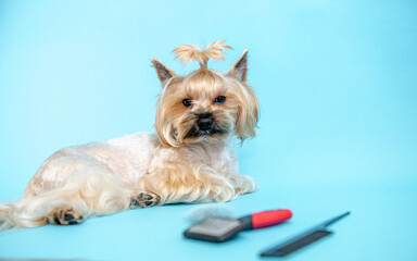  Grooming Yorkshire terriers on a blue background. A small dog with a ponytail on his head lies on a blue background next to a dog comb and a hair clipper.