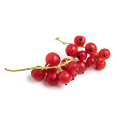Red currant isolated. Currant red on white background. Currant on branch.