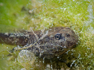 Toad tadpole behind the green algae