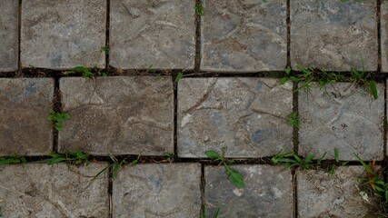 grass sprouted in tiles