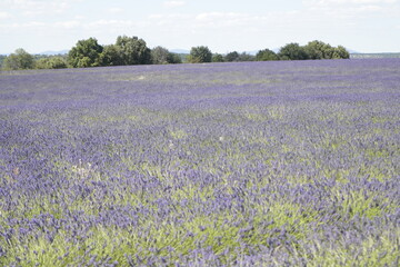 Obraz premium lavanda
