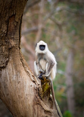 Gray Langur  at Mudumalai forest, Tamil Nadu