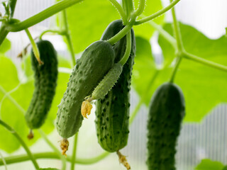 green crunchy cucumbers close-up. Selective focus. home farming concept