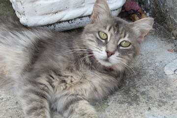 gatto
