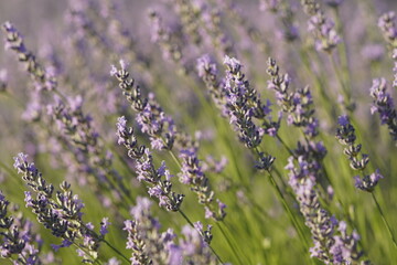 lavender