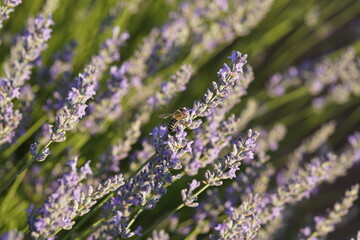 lavender