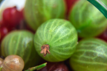 Gooseberry close-up. Ripe berries. Green and red gooseberries. Summer berry. Lots of vitamins.