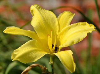 Fototapeta premium Lis